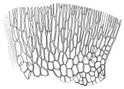 Warnstorfia fluitans, alar cells of stem leaf. Drawn from A.J. Fife 8543, CHR 464890.
 Image: R.C. Wagstaff © Landcare Research 2014 